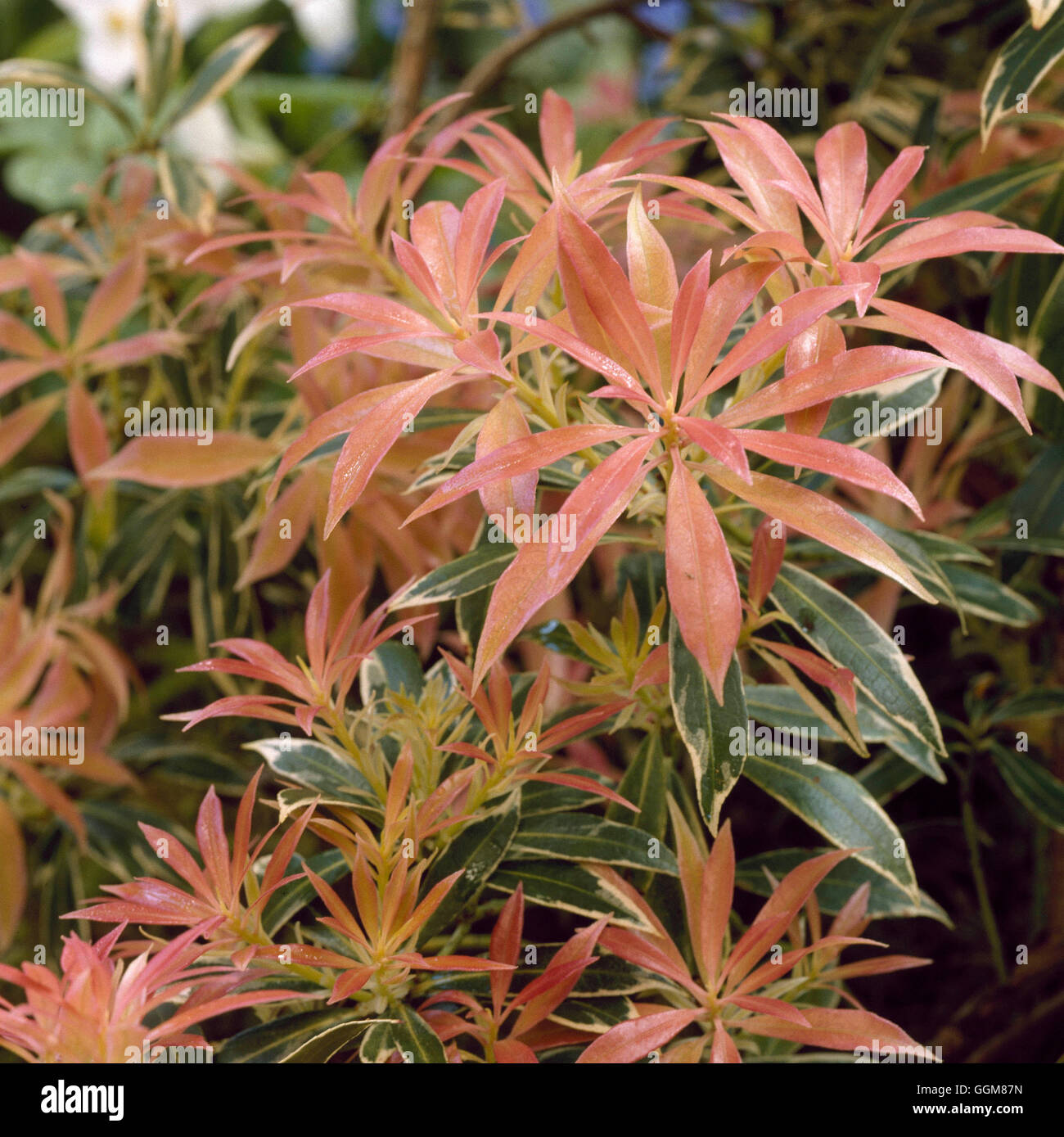 Pieris japonica - `Variegata'   TRS084169 Stock Photo